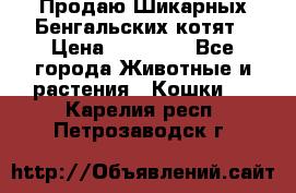 Продаю Шикарных Бенгальских котят › Цена ­ 17 000 - Все города Животные и растения » Кошки   . Карелия респ.,Петрозаводск г.